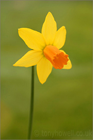 Daffodil