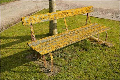 Lichen Bench