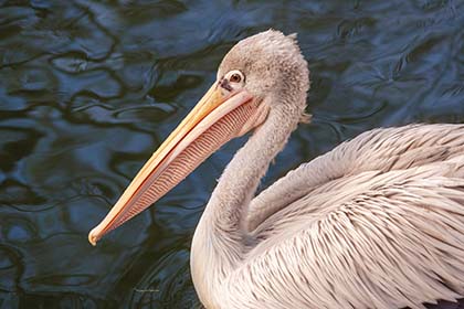 Pelican