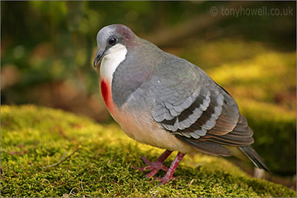 Pigeon