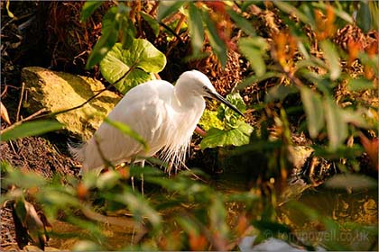 Snowy Egret