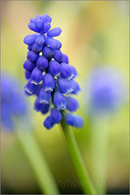 Grape Hyacinth