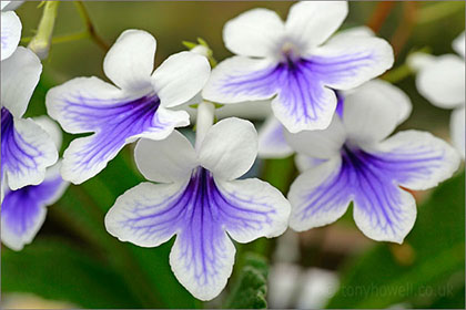 Streptocarpus