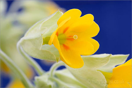 Cowslips on blue