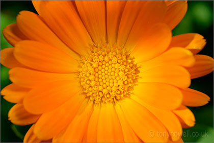 Marigold