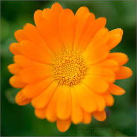 Marigold, close up