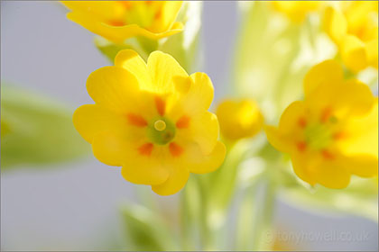 Cowslips