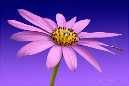 Osteospermum, on blue