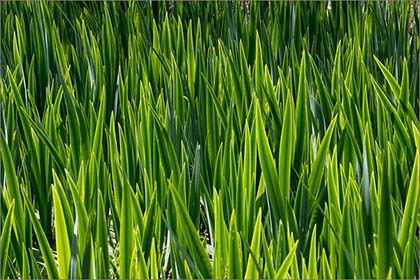 Iris leaves