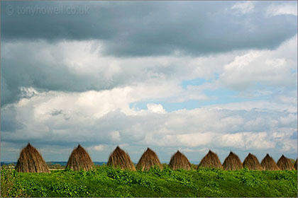 Willow Drying