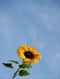 Sunflower and blue sky