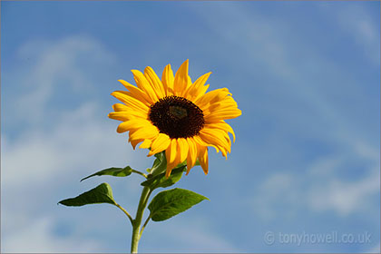 Sunflower and blue sky