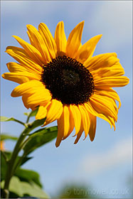 Sunflower, close up