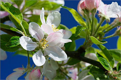 Apple Blossom