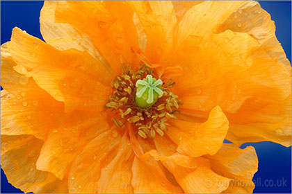 Poppy, close up