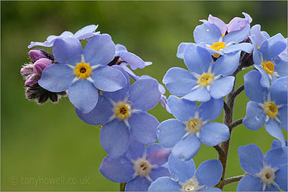 Forget-me-not close up