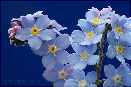 Forget-me-not close up