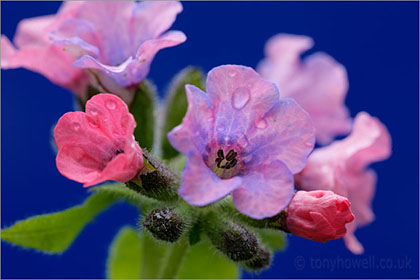 Pulmonaria