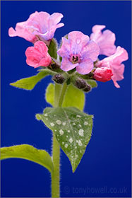 Pulmonaria