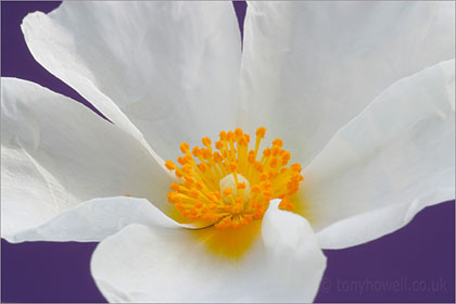 Rock Roses