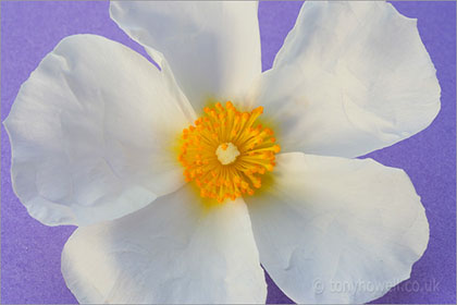 Cistus - Rock Rose