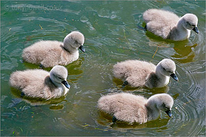 Cygnets