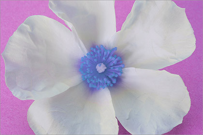 Altered Cistus