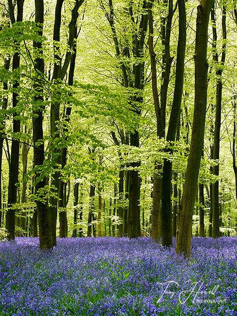 Bluebells