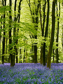 Bluebells