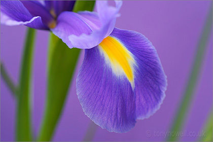 Blue Iris