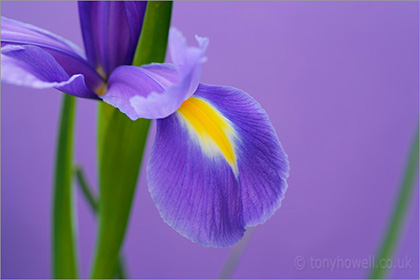 Blue Iris