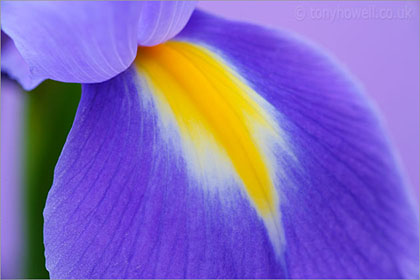 Irises