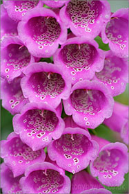 Foxglove, pink