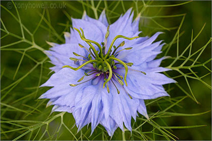 Nigella