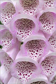 Foxglove, white