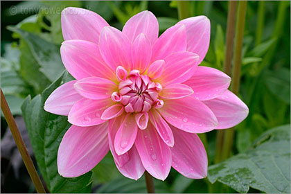 Dahlia