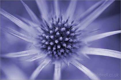 Eryngium