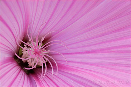 Lavatera, close up