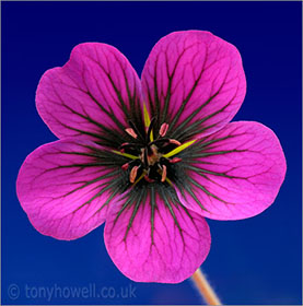 Geranium, on blue