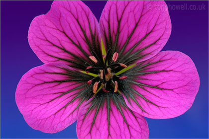 Geranium 'Ann Folkard'