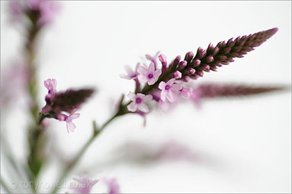 Verbena Hastata