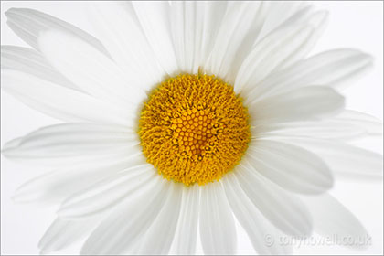 Daisy close up