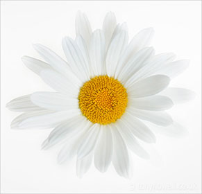 Daisy, on white