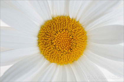 Daisy close up