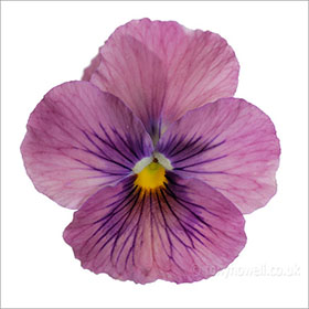 Pansy, on white