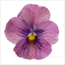 Pansy