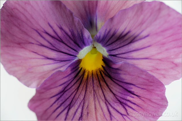 Pansy 