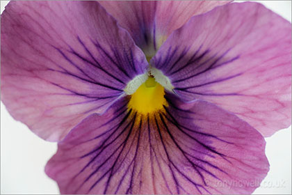 Pansy, close up