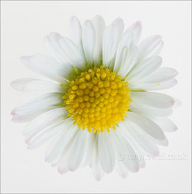 Daisy, white