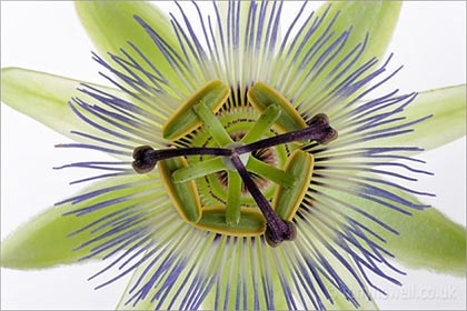 Passion Flower, close up